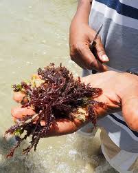 Sea Moss
